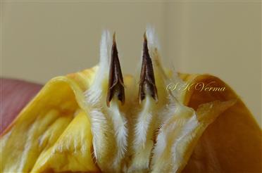  Stamens
